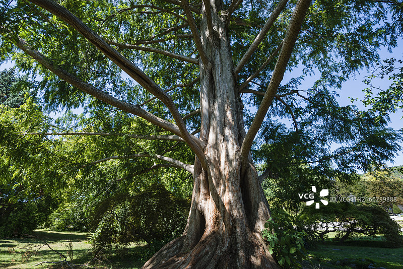 欧洲红豆杉图片素材