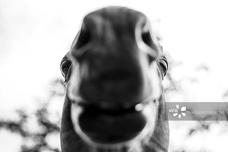 独特的马肖像图片素材