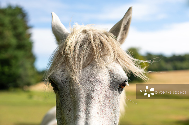 白色英国马图片素材