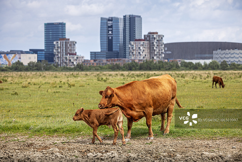 草地上的牛和牛犊，背景是现代郊区图片素材