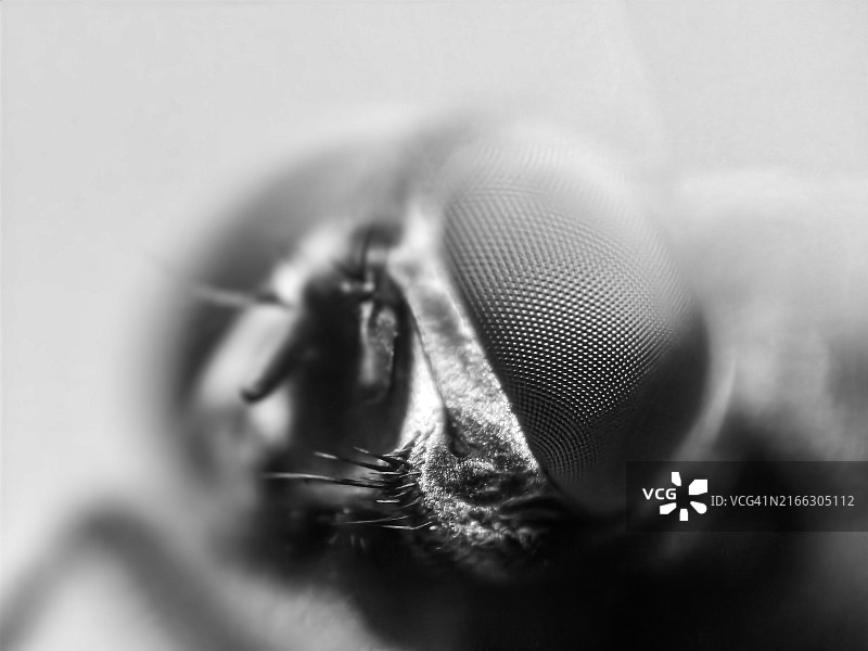 苍蝇眼睛的微距照片图片素材