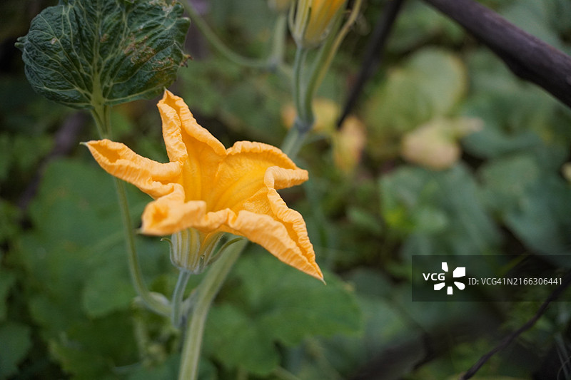 黄色花朵：南瓜图片素材