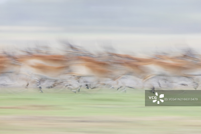 奔跑中的红色草羚的动态模糊效果图片素材