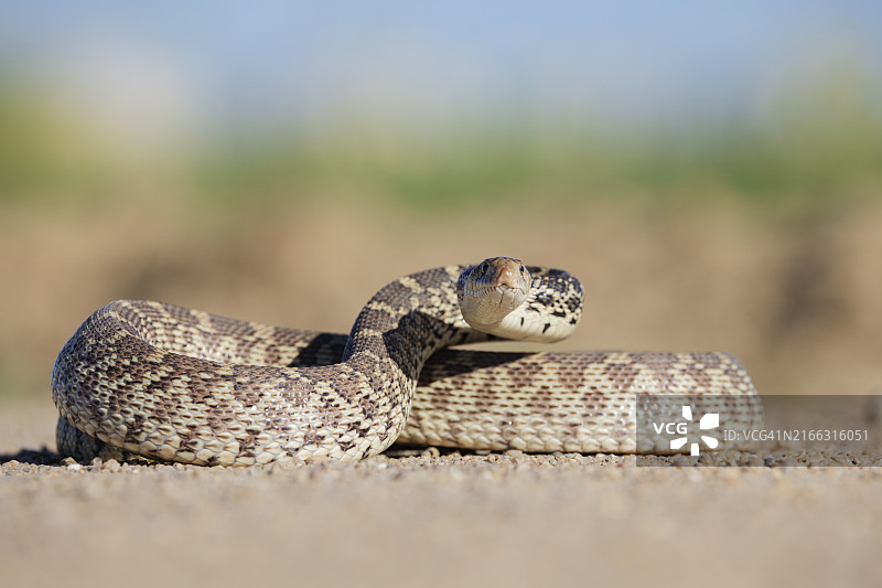 泥路上的牛蛇图片素材