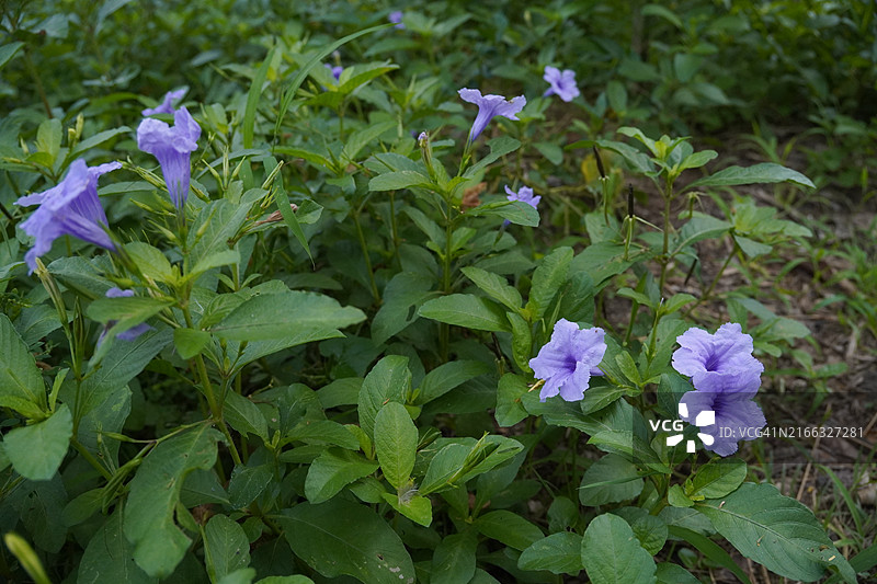 水仙花、水仙花、米尼根、铁根、小白根、爆豆荚、Cracker plant、traino、Toi ting ACANTHACEAE、Britton 's Wild、墨西哥风铃花、矮牵牛紫罗兰花，在自然背景下在花园里盛开图片素材