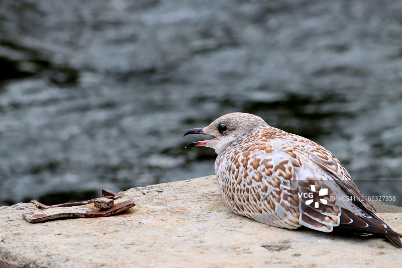 幼年环嘴鸥图片素材