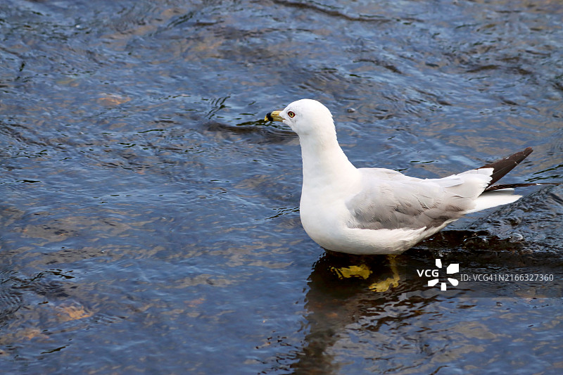 河中的环嘴鸥图片素材