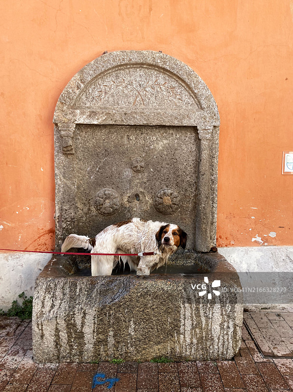 法国喷泉里的狗图片素材