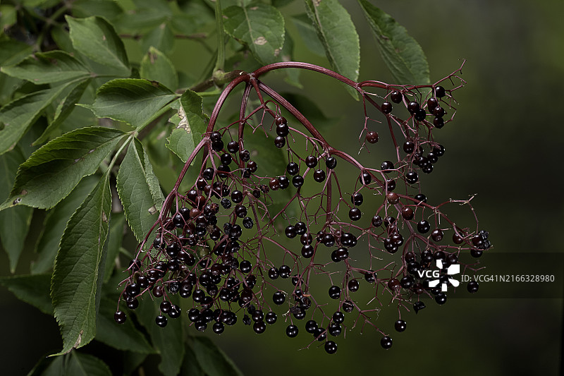 接骨木果实图片素材