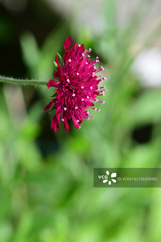 圆形叶子的茅膏菜，食肉植物图片素材