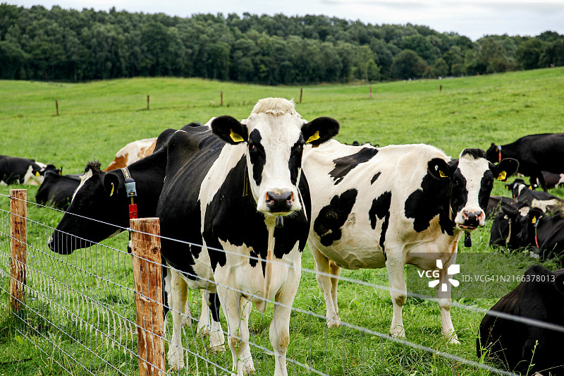 田野上的牛群图片素材