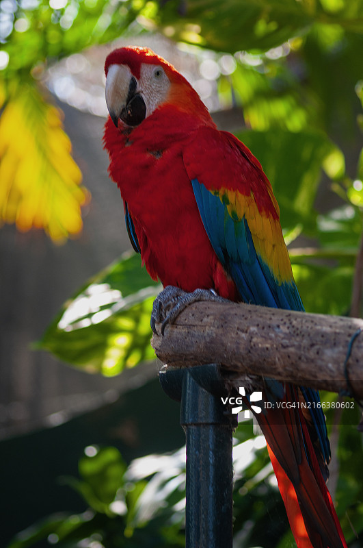 哥伦比亚的鲜红金刚鹦鹉图片素材