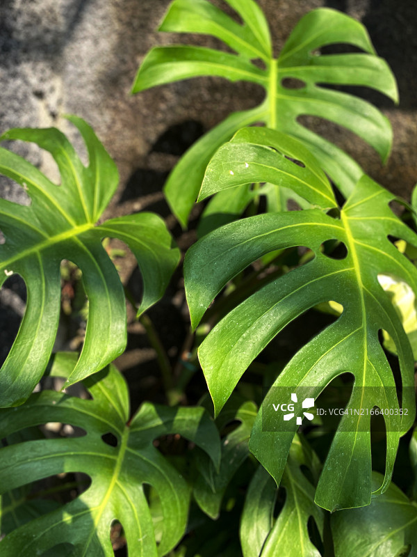 绿色的叶子图片素材