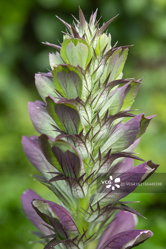 夏季的软叶刺萼花穗图片素材