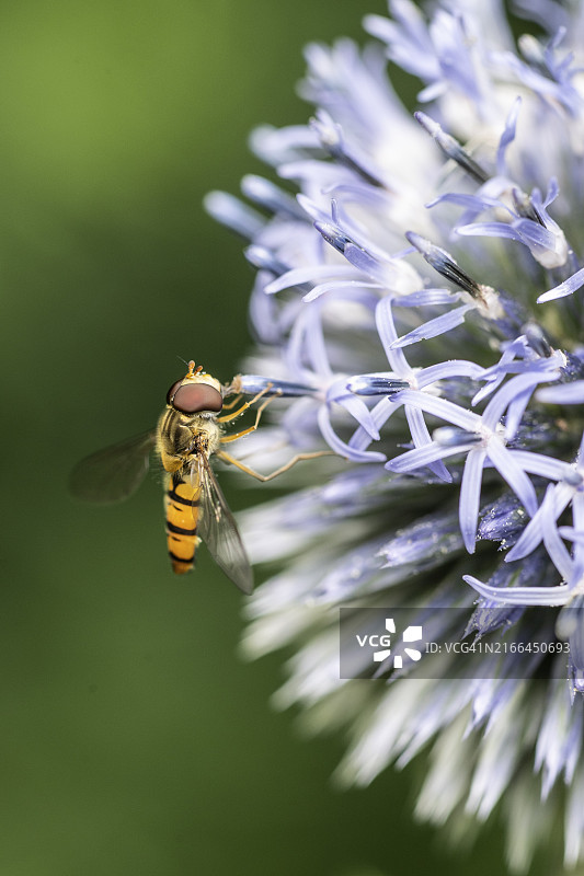 球蓟上的木蚜蝇，德国下萨克森州埃姆斯兰图片素材
