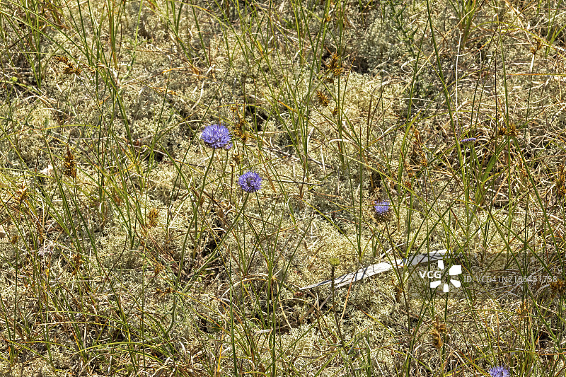 德国梅克伦堡-前波美拉尼亚的苔藓和紫色花朵细节图片素材