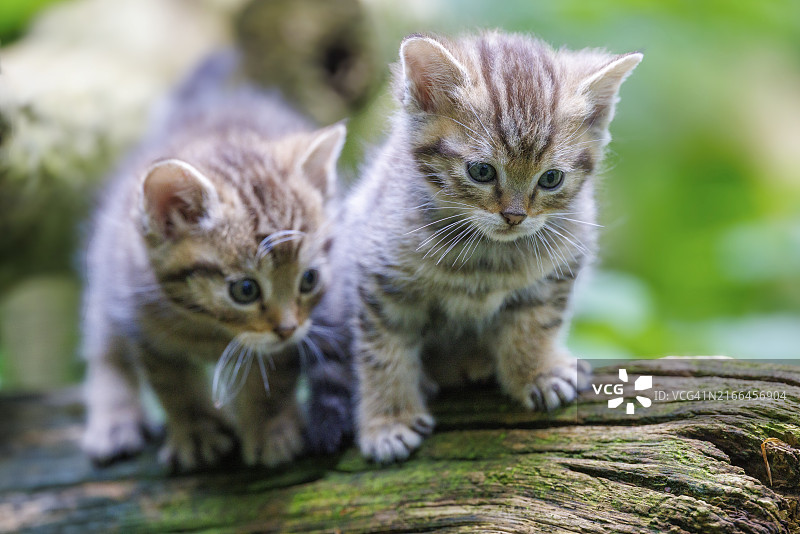 德国欧洲的年轻野猫图片素材