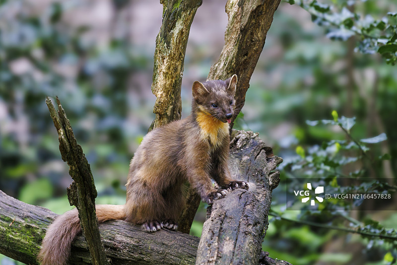 德国的欧洲松貂图片素材