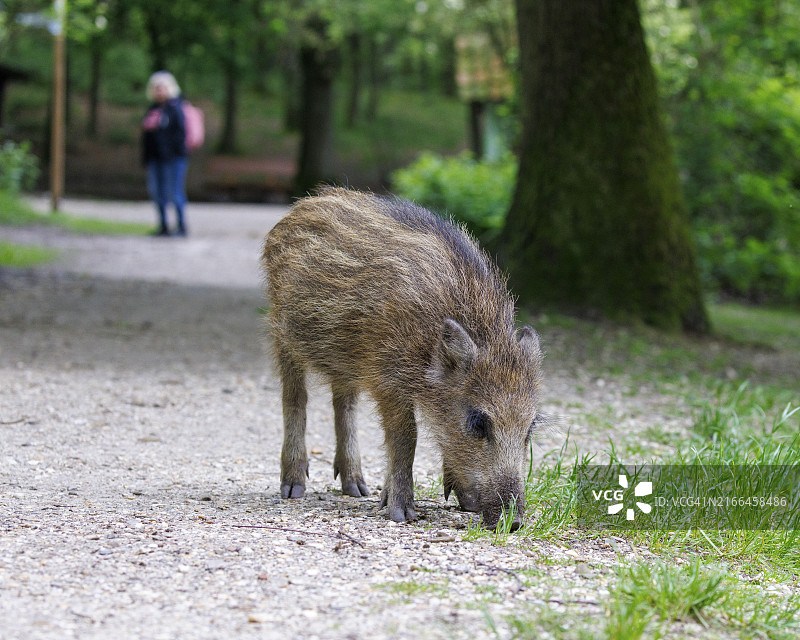德国徒步小径上的野猪图片素材