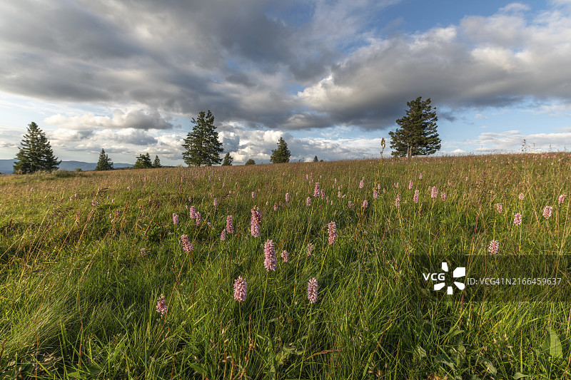 高山草甸上的普通 Bistorte，法国阿尔萨斯图片素材