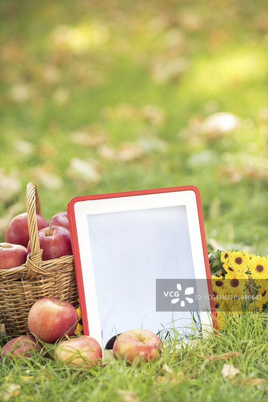 秋季公园草地上的一篮红苹果和平板电脑图片素材