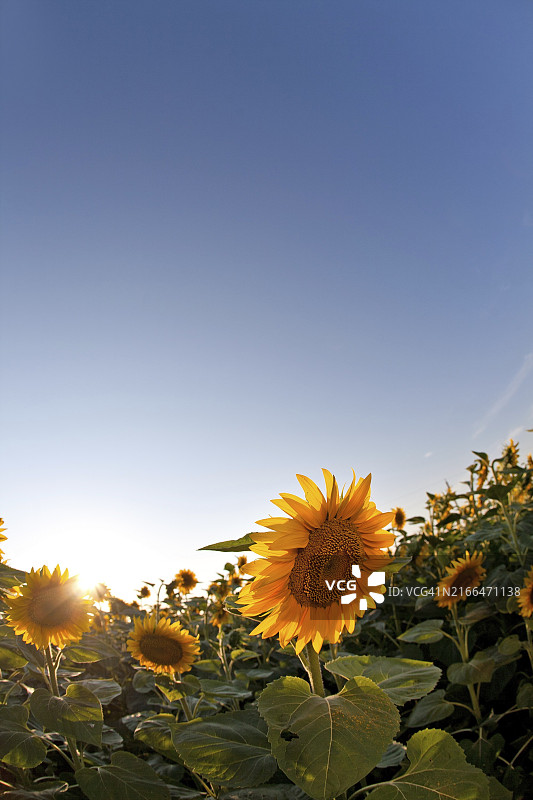 日落时分春天田野里的美丽黄色向日葵图片素材