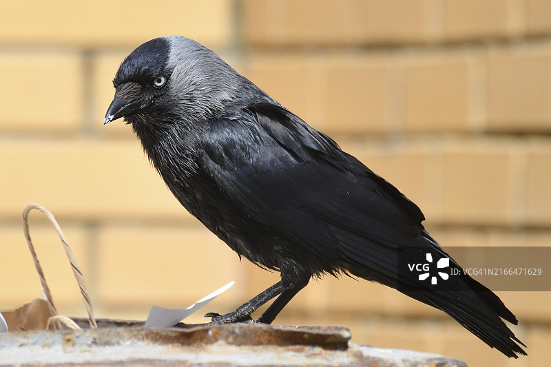 寒鸦停留在垃圾箱边缘图片素材