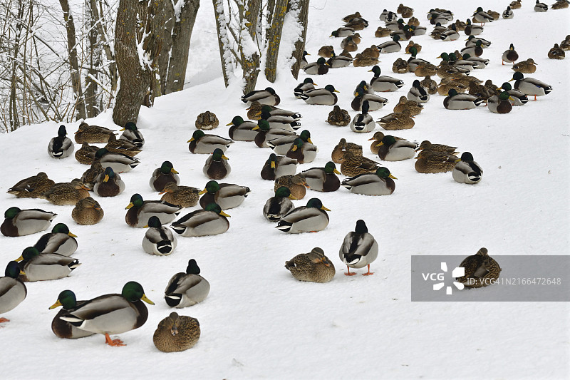 一群绿头野鸭栖息在公园的雪地上图片素材