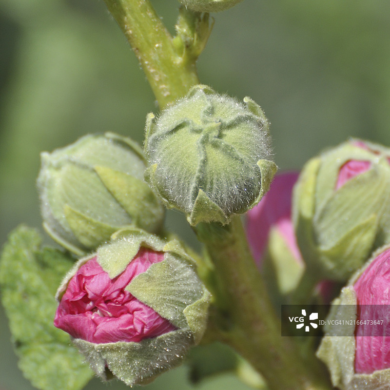 美丽的粉色锦葵花蕾图片素材