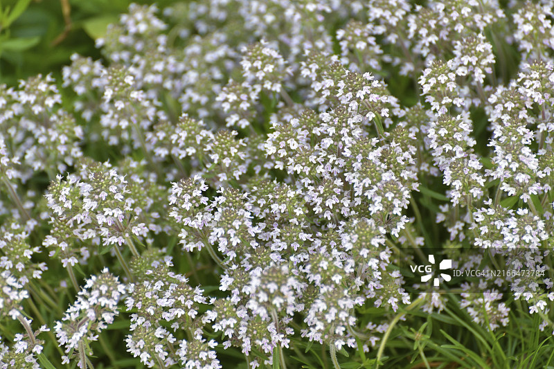 百里香草本植物（药用或香料）图片素材