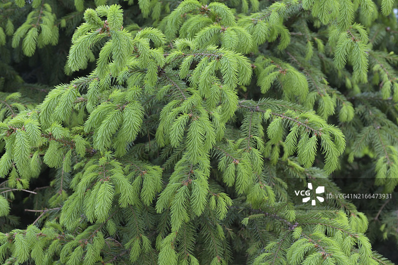 春天里带有嫩针的云杉树枝图片素材