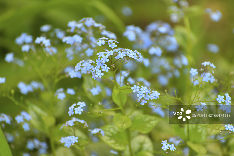 花坛中的多年生花卉：大叶琉璃苣图片素材