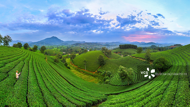 越南富寿省龙 cốc 茶园雾和云日落航拍图片素材