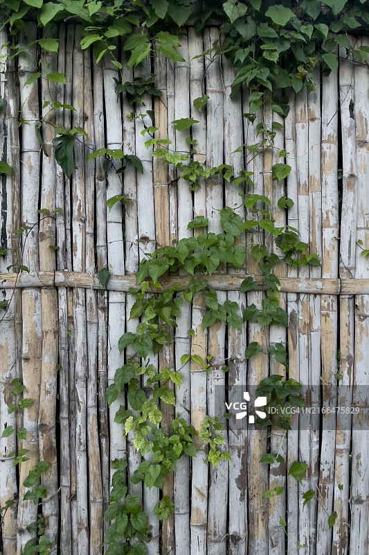风化竹篱笆上的茂盛绿色藤蔓图片素材