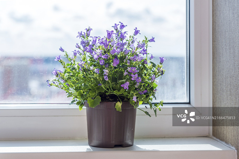窗台上花盆中的风铃草图片素材