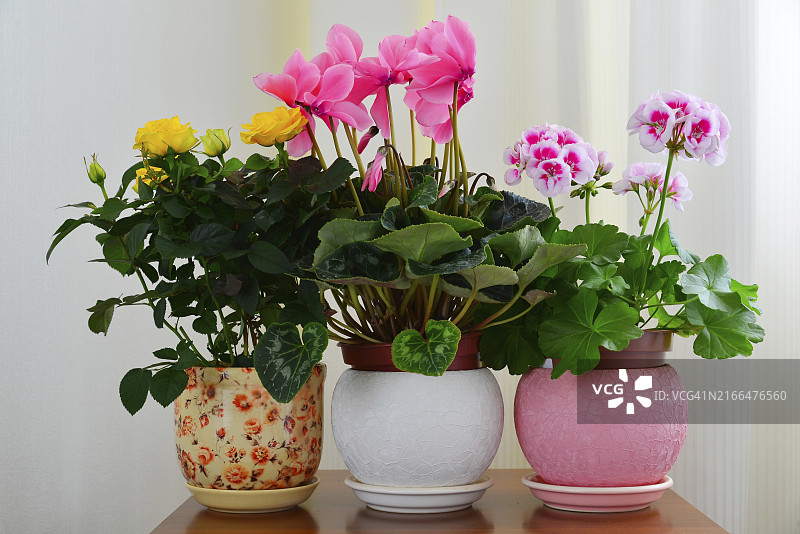 仙客来、玫瑰和天竺葵与白色窗帘背景图片素材