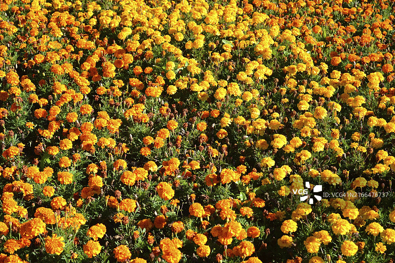 种满黄色和橙色万寿菊的大型花坛图片素材