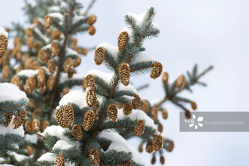 冬季带有球果的蓝色云杉树枝图片素材