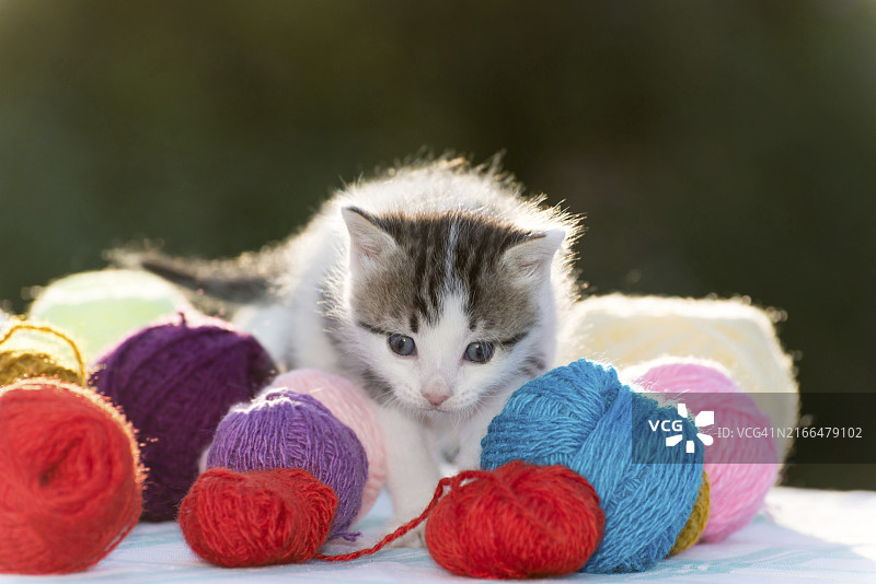 白色小猫玩毛线球图片素材