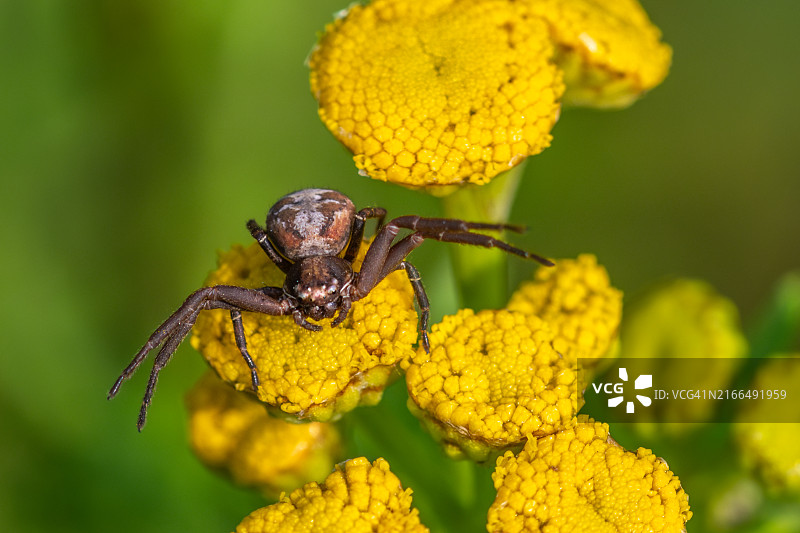金色花蟹蛛图片素材