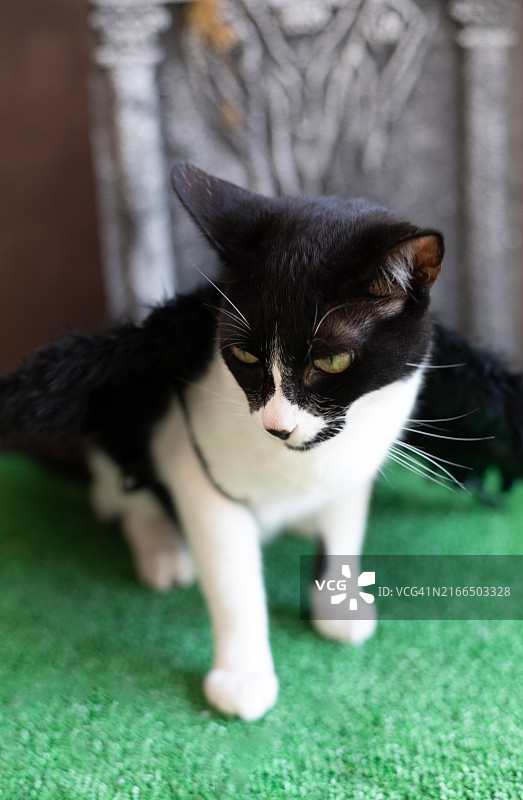 黑白猫万圣节装扮蝙蝠翅膀图片素材