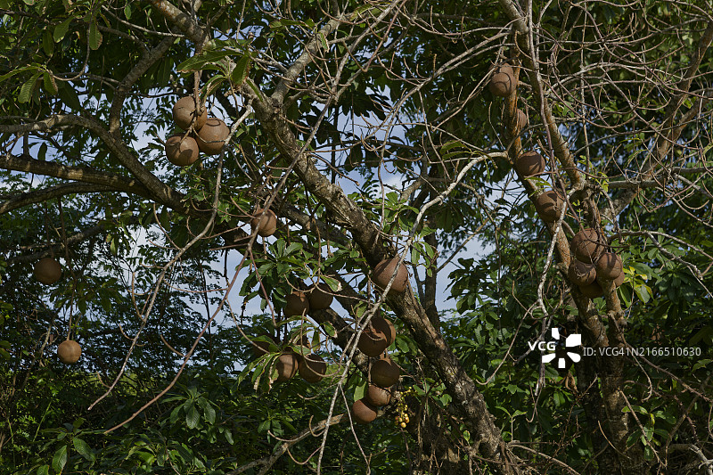 炮弹树图片素材