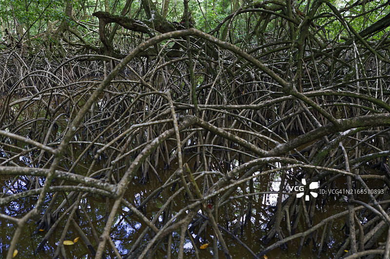 红树林图片素材