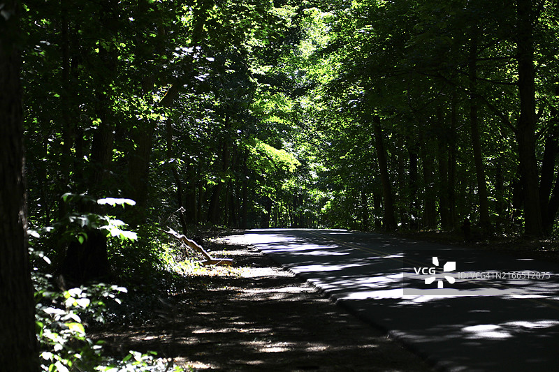 树冠下的乡村道路图片素材