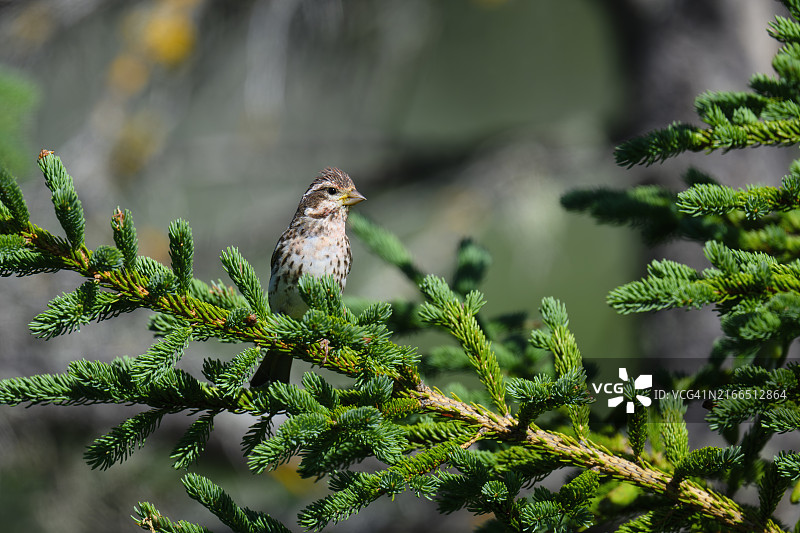 紫红雀图片素材