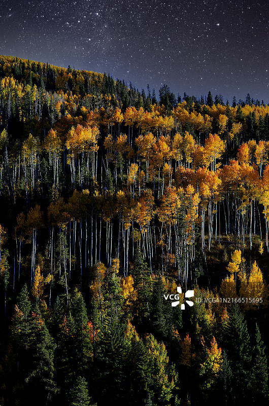 落基山脉金色白杨树星夜天文摄影图片素材