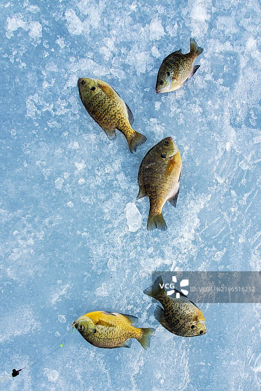 在威斯康星州莫诺纳湖冰钓时捕获的蓝鳃太阳鱼图片素材
