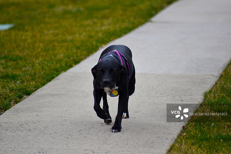 3岁大的黑色拉布拉多犬图片素材