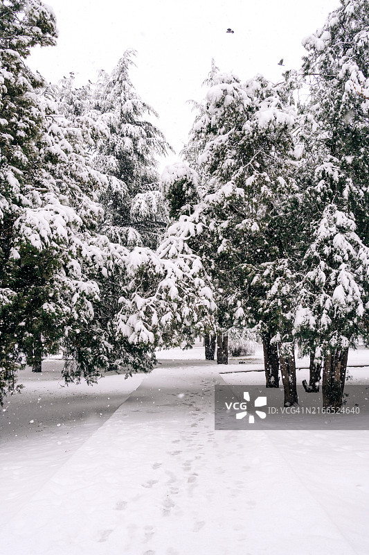 雪中公园针叶树小路图片素材