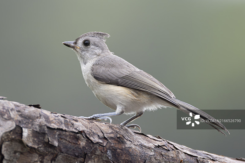 在松树皮上的簇绒山雀 - 观鸟图片素材